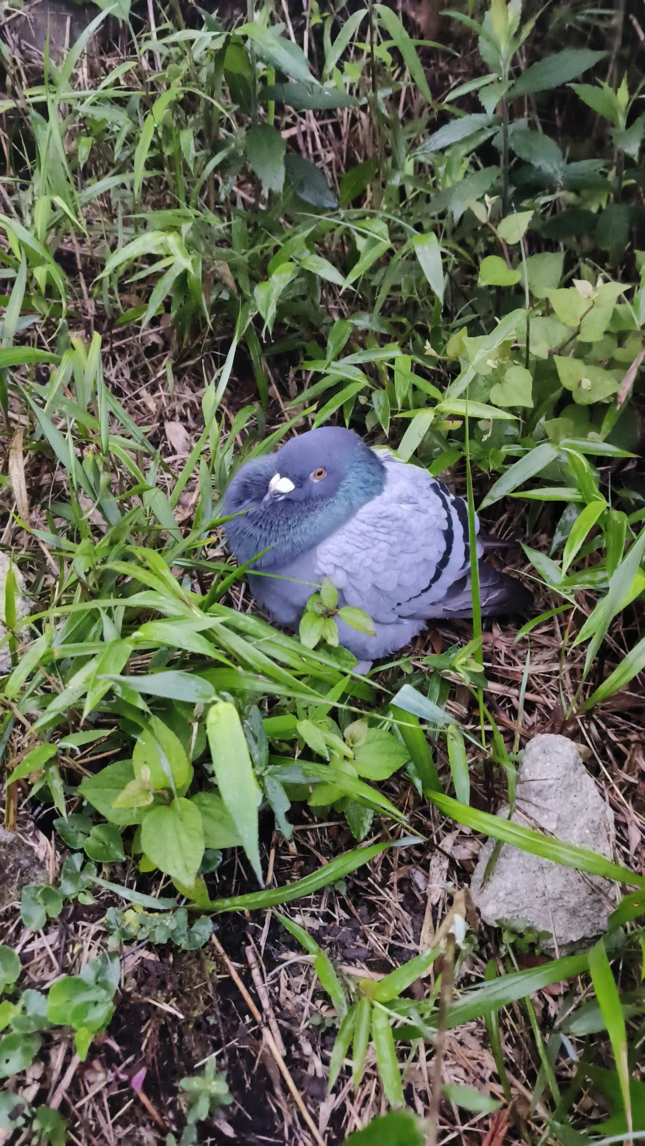 山顶路上的鸽子🕊？
